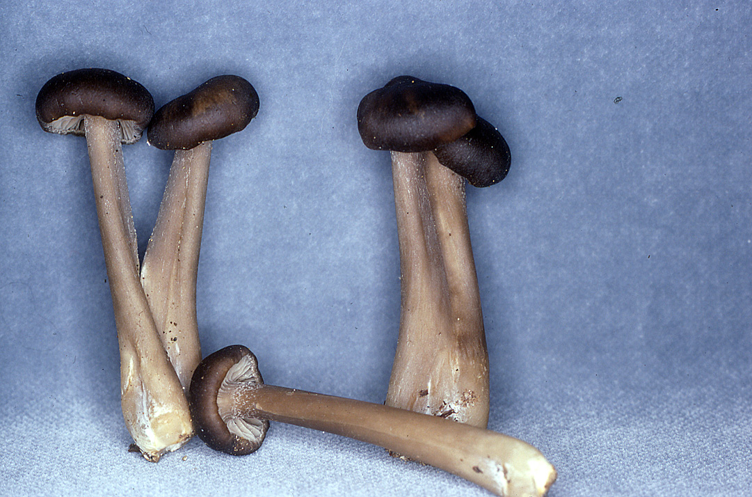Inocephalus rigidipus image