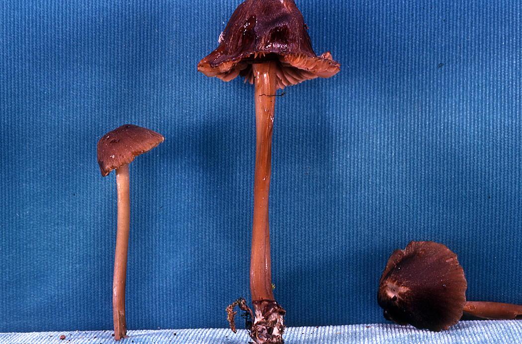 Inocephalus fabaceolus image