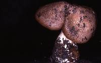 Entoloma subsaundersii image