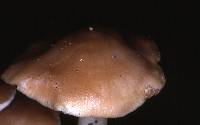 Entoloma sericatum image