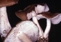 Entoloma sericatum image