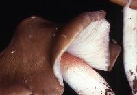 Entoloma sericatum image