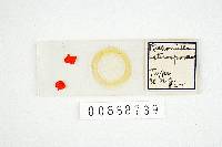 Richoniella asterospora image