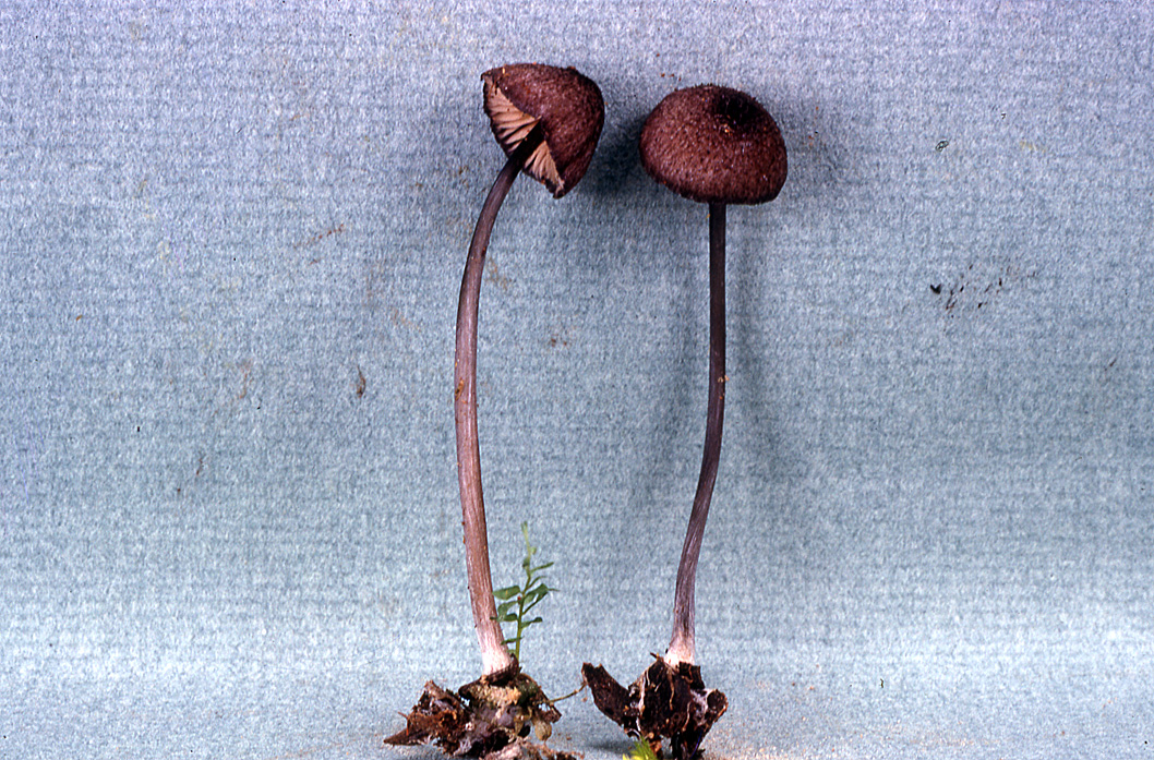 Leptonia convexa var. badiodorsa image