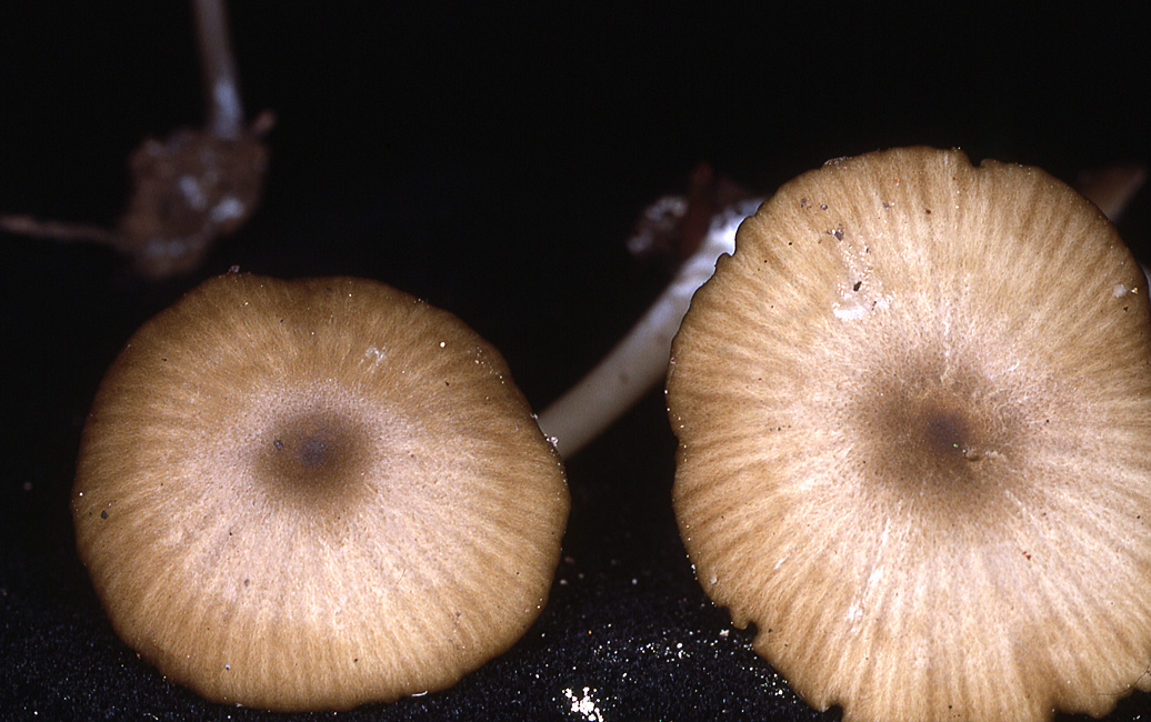 Leptonia exalbida image