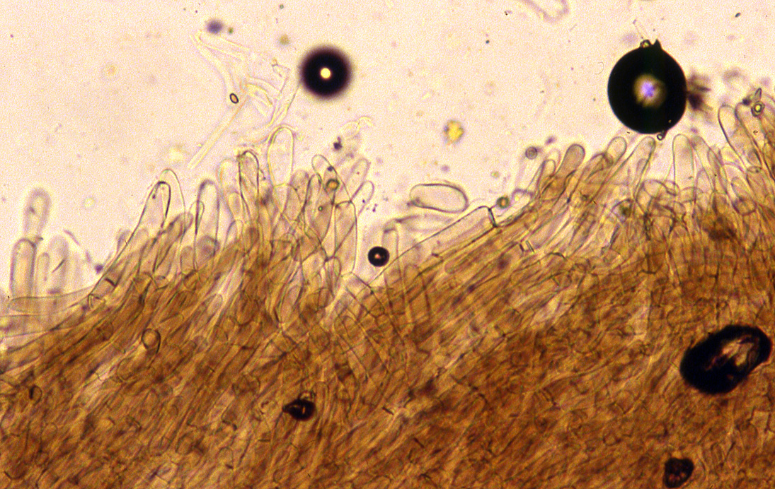 Leptonia fuscata image