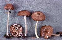 Leptonia exalbida image