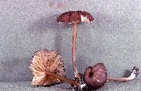 Leptonia fuligineomarginata image