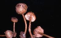 Entoloma exile image