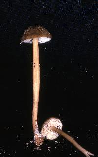 Entoloma exile image