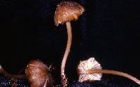 Entoloma exile image