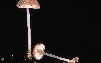 Entoloma exile image