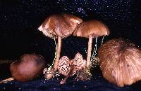 Entoloma exile image