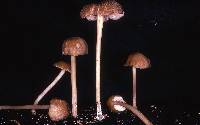 Entoloma exile image