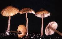 Entoloma exile image