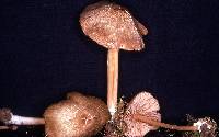 Entoloma exile image