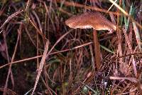 Entoloma exile image