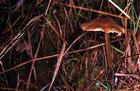 Entoloma exile image