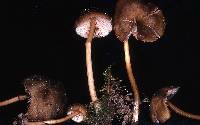 Entoloma exile image