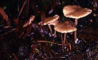 Entoloma exile image