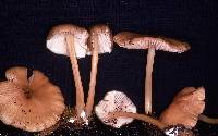 Entoloma exile image