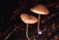 Entoloma exile image