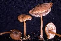Entoloma exile image