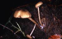 Entoloma exile image