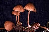 Entoloma exile image