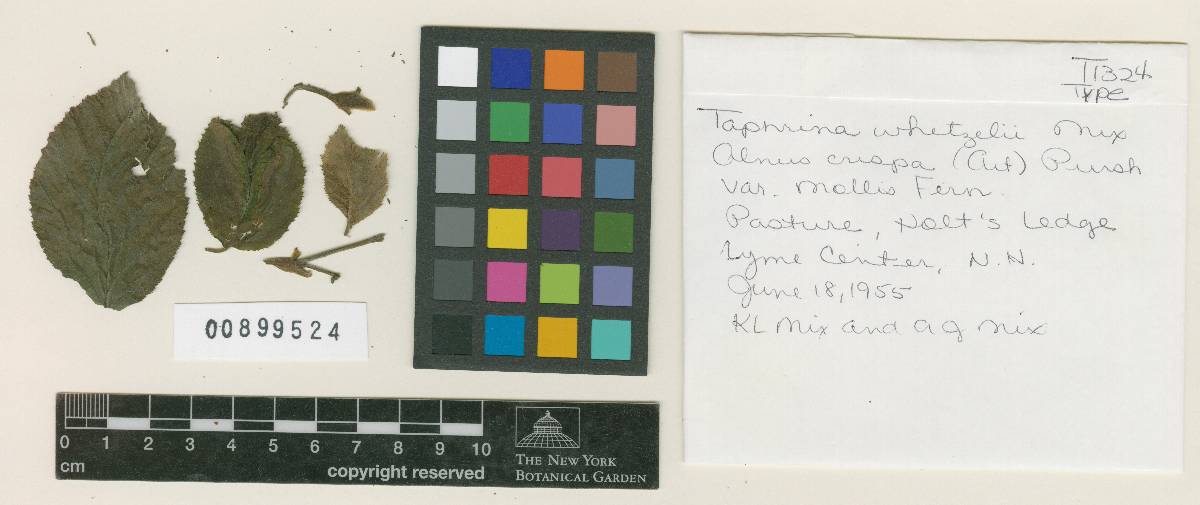Taphrina whetzelii image