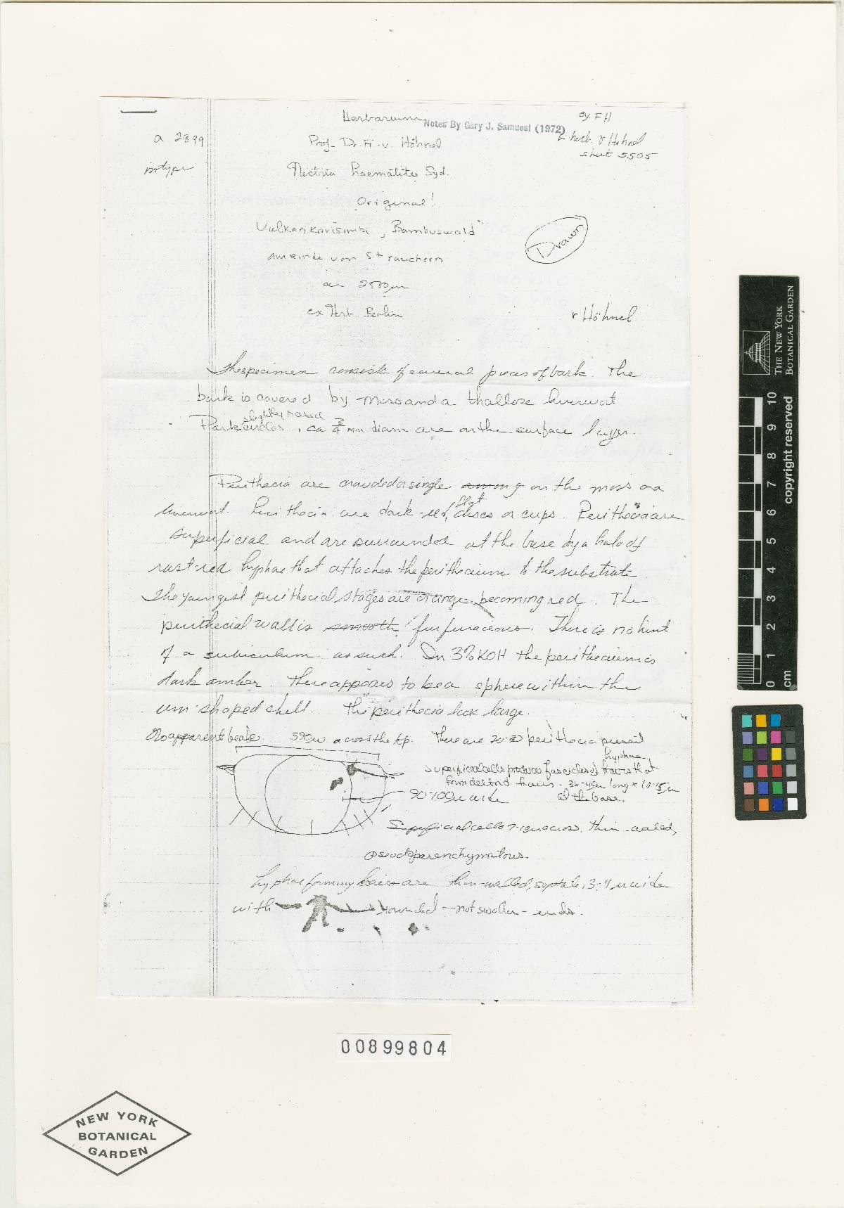 Nectria haematites image