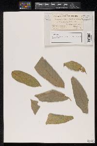 Meliola deinbolliae image