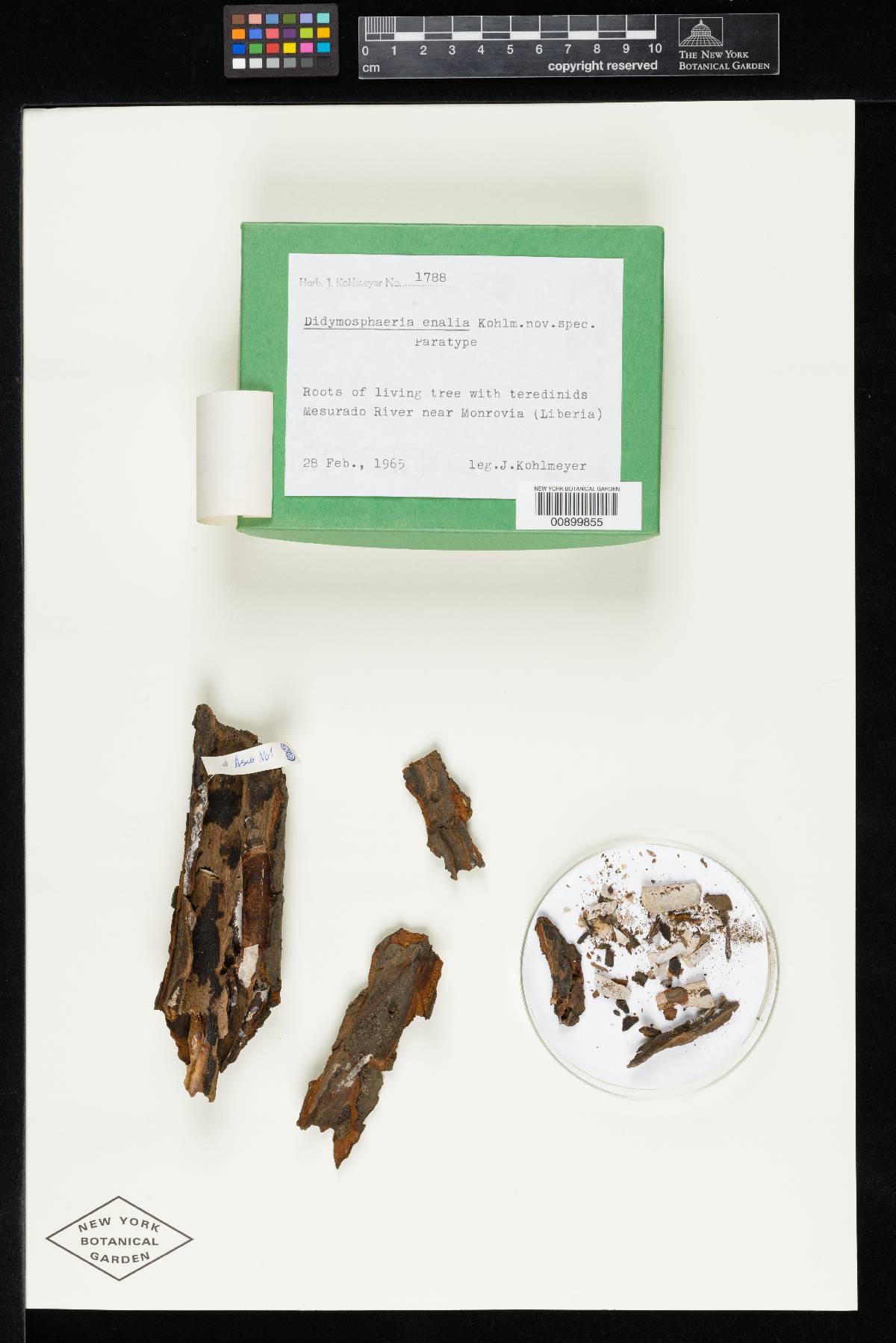Verruculina enalia image