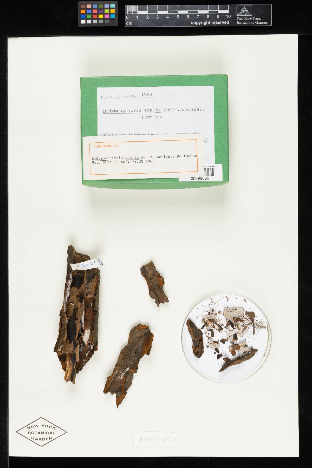 Verruculina enalia image