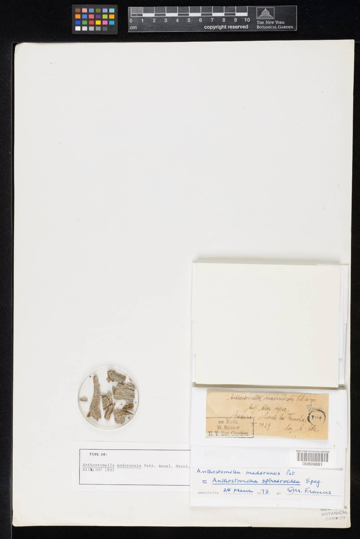 Anthostomella maderensis image