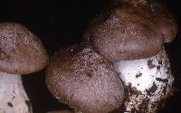 Entoloma caesiocinctum image