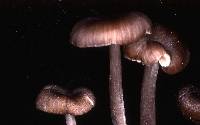 Entoloma caesiocinctum image