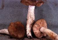 Entoloma subsaundersii image