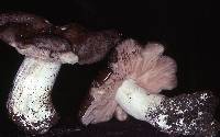 Entoloma subsaundersii image