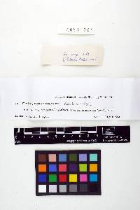 Entoloma pseudovenosum image