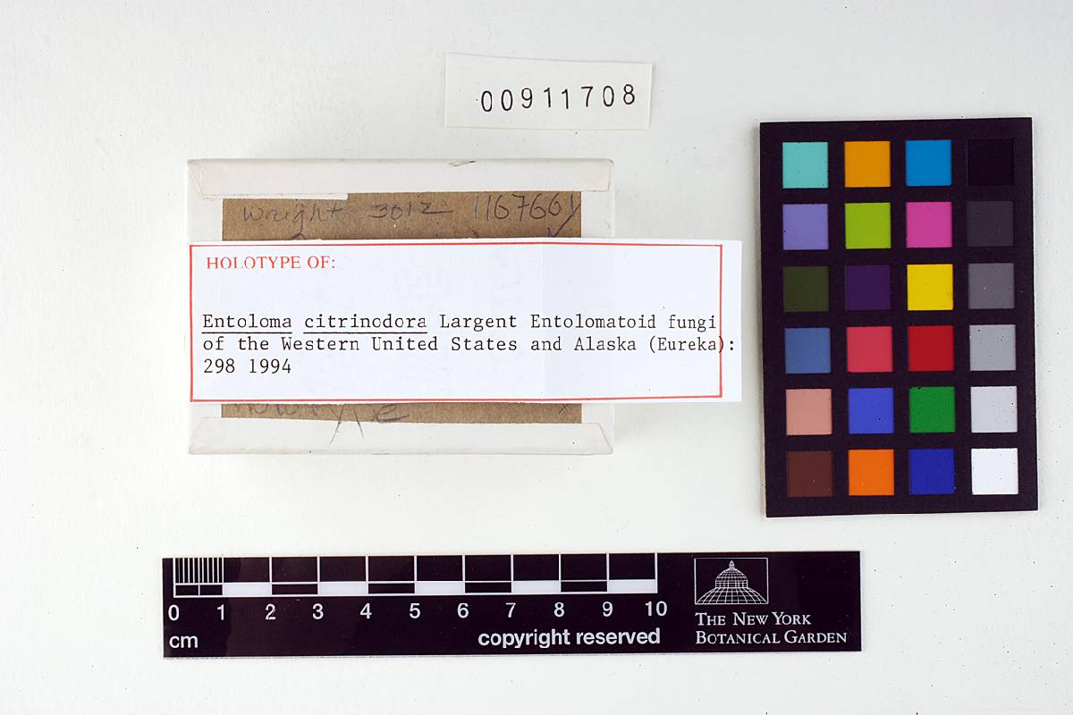 Entoloma citrinodora image