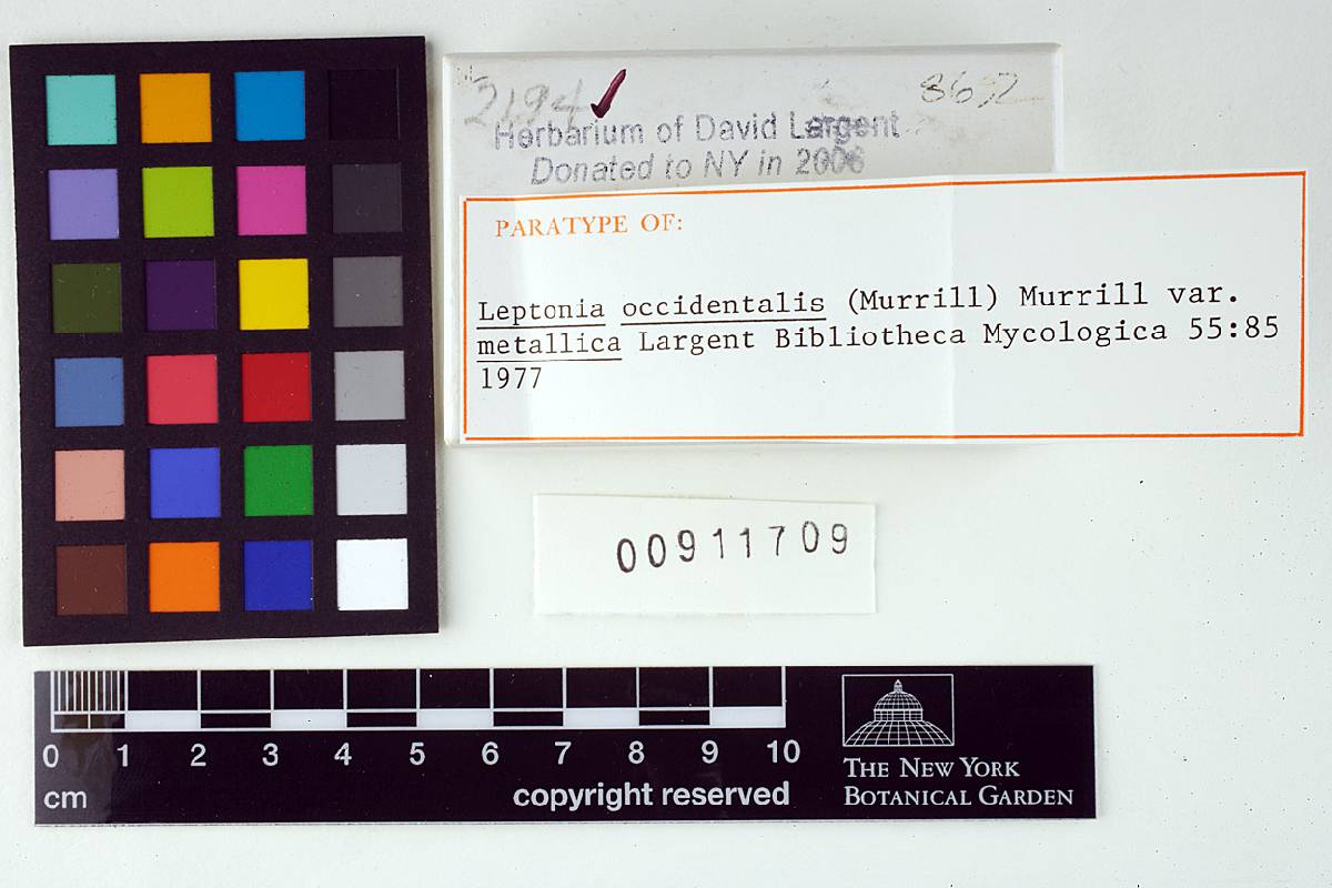 Leptonia occidentalis var. metallica image