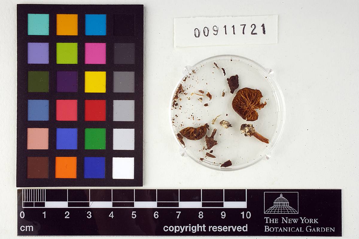 Leptonia exalbida image
