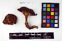 Entoloma cinereolamellatum image