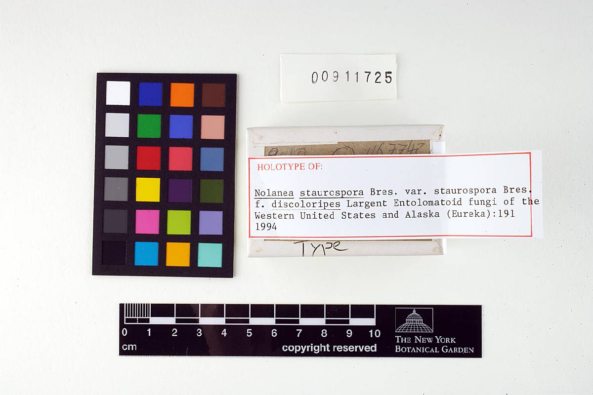 Nolanea staurospora f. staurospora image
