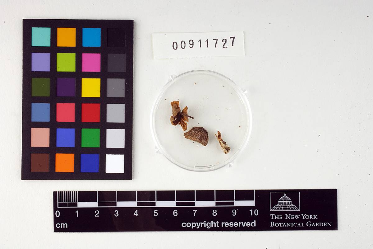 Leptonia approximata image