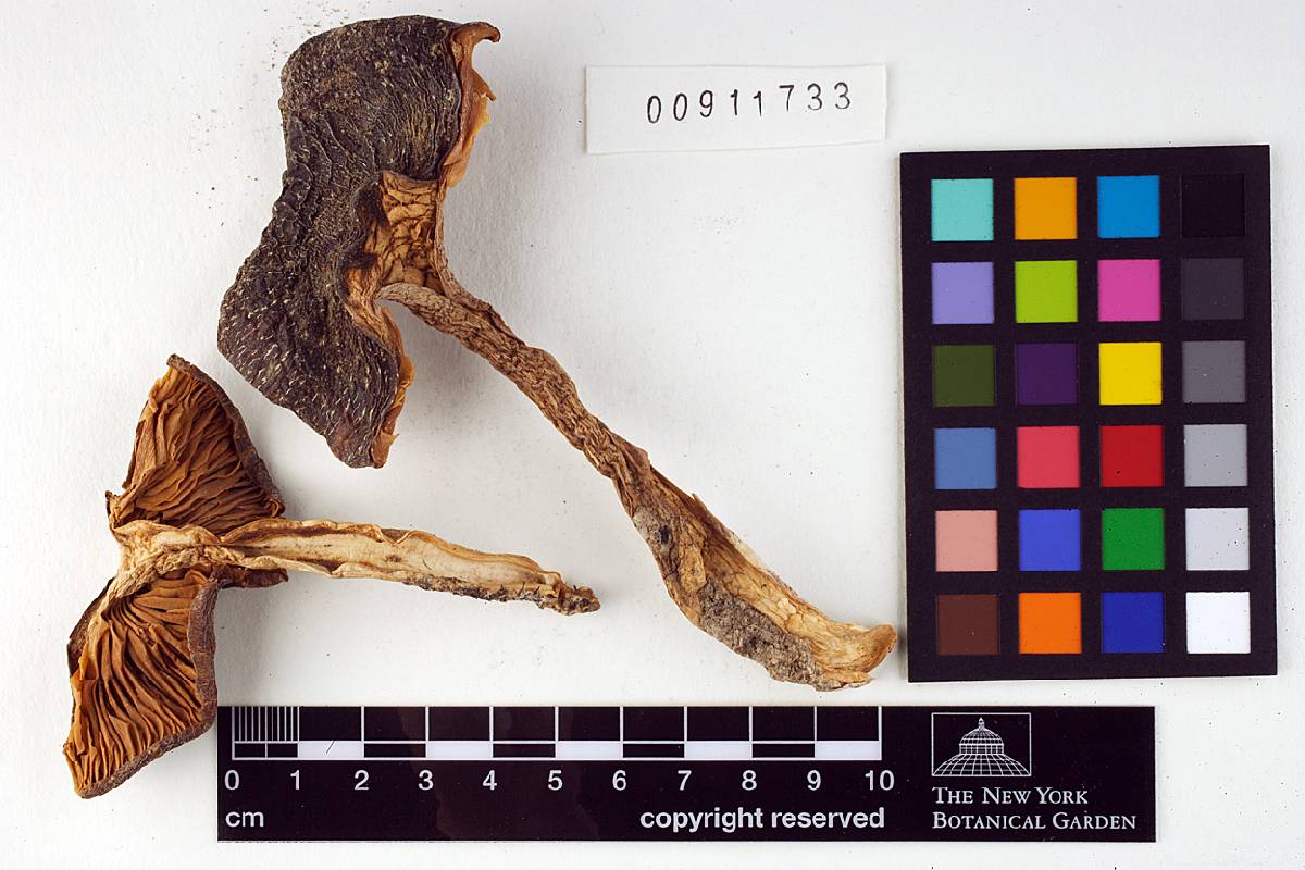 Entoloma rivulosum image