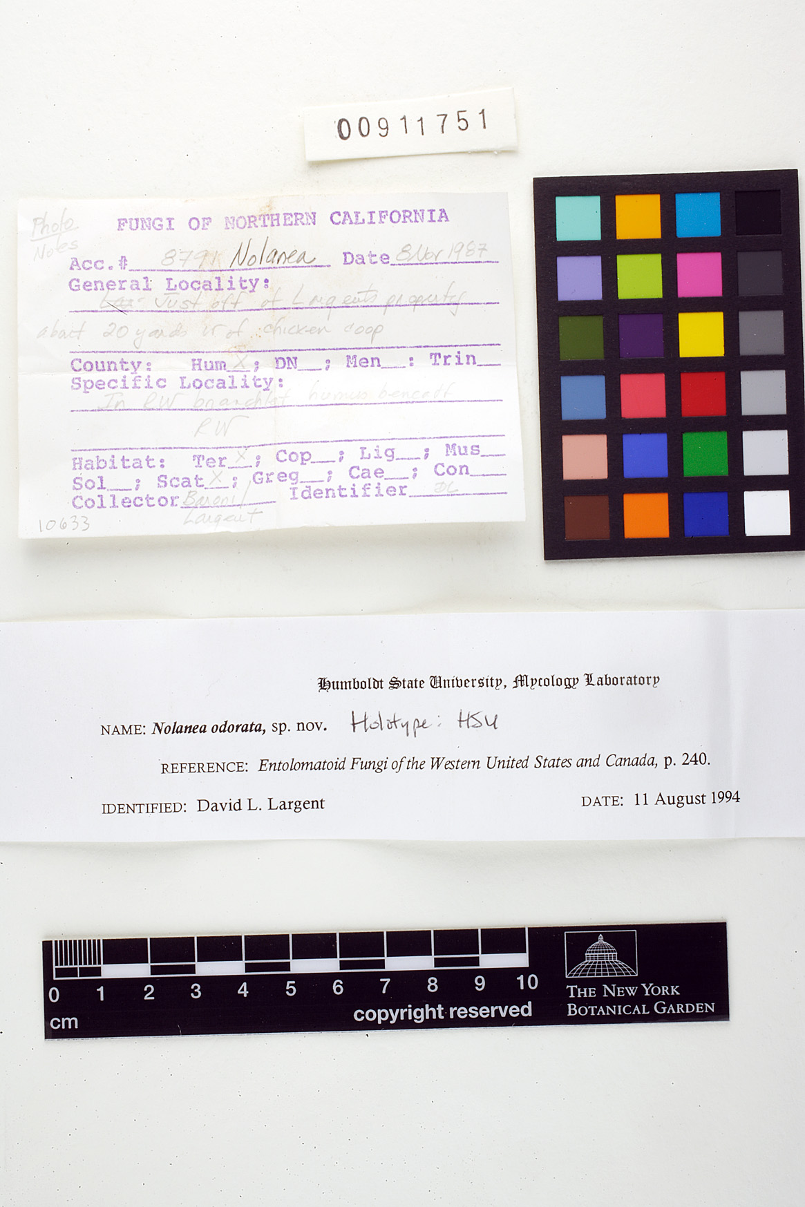 Nolanea odorata image