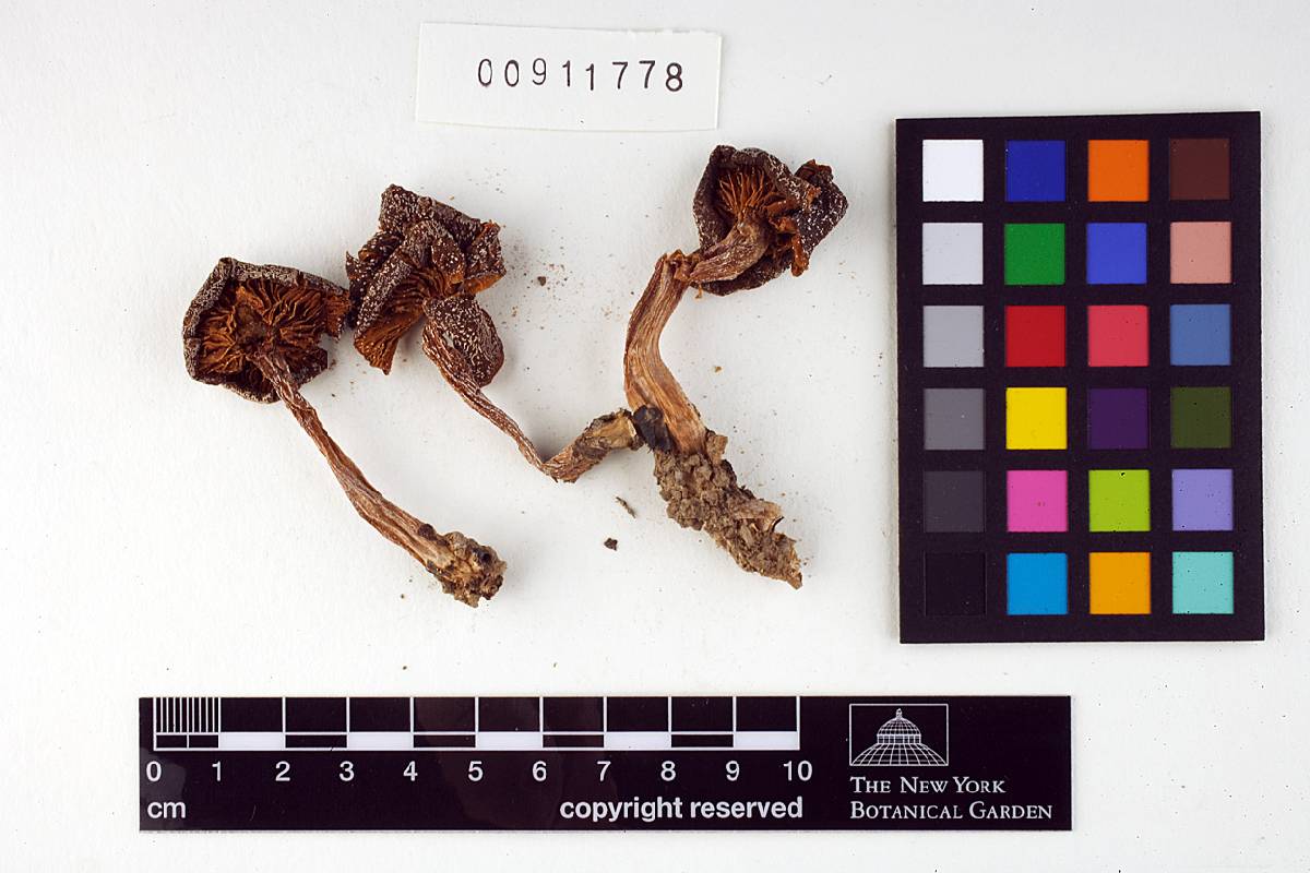 Entoloma atrogriseum image