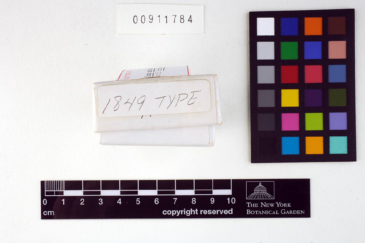 Entoloma madidum f. madidum image